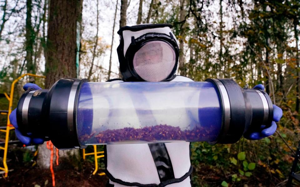 Sven Spichiger, Washington State Department of Agriculture managing entomologist, displays a canister of Asian giant hornets vacuumed from a nest in a tree behind him - AFP