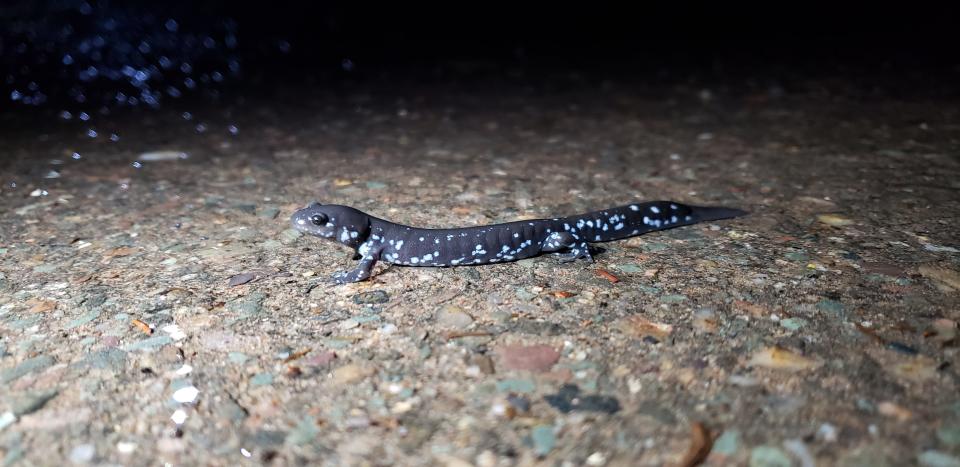 A blue spotted salamander makes its way across Peter White Drive in Presque Isle Park in Marquette, MI, in this April 4, 2020 photo. Hundreds of the salamanders were being killed every spring by cars as they emerged from underground and made their way to nearby breeding pools, until the city agreed to close the relevant portion of the road in the spring while the salamanders migrate.