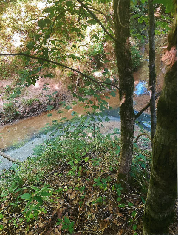 An image from a Georgia Environmental Protection Division report shows the confluence of where the blackish water from the stream at a Washington, Georgia arm pond meets a clean tributary off the farm property.