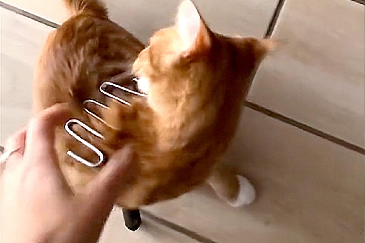 orange cat stuck in a potato masher