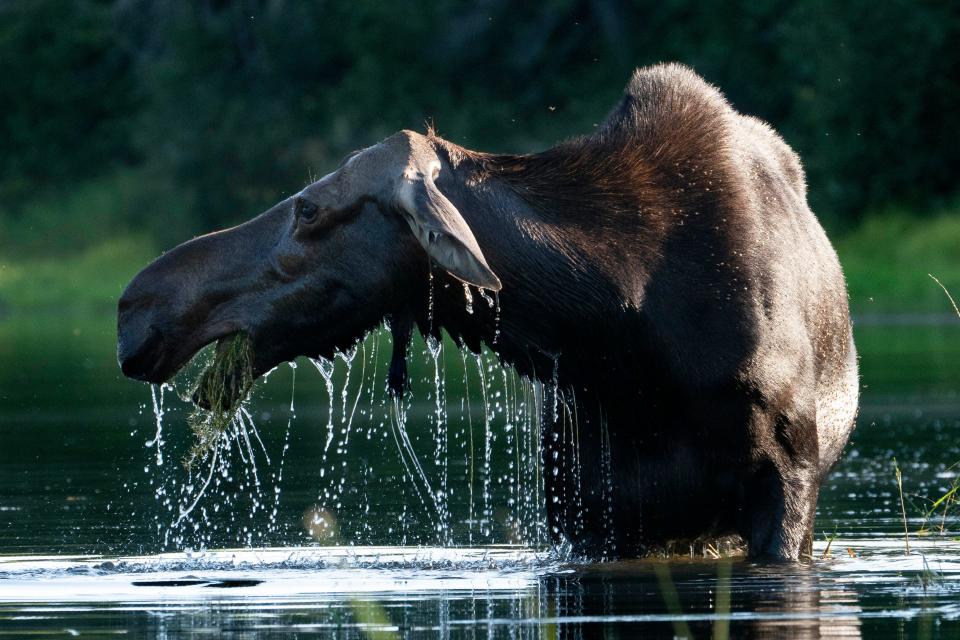A moose feeds on aquatic plants in Lobster Township, Maine in 2020. Wildlife authorities in Colorado say a Moose trampled a hiker on Tuesday  along a trail in Teller County after the person stopped to observe the large animal and its calf.