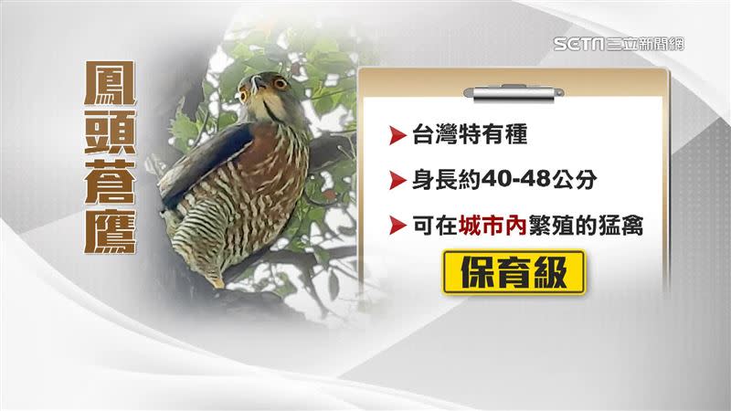 這隻「老鷹」是鳳頭蒼鷹，是全台唯一可以在城市內繁殖的猛獸，大型公園是牠會出沒的地方。