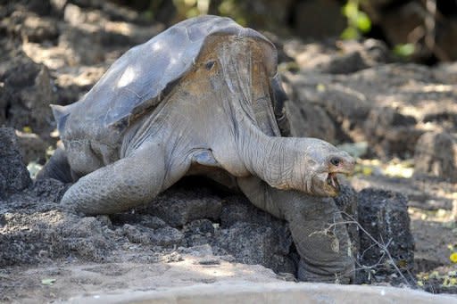 Lonesome George, the last known Pinta Island tortoise, pictured seen at Galapagos National Park's breeding center in Puerto Ayora, Santa Cruz island, in 2008. Famed giant tortoise Lonesome George has died, leaving the world one subspecies poorer