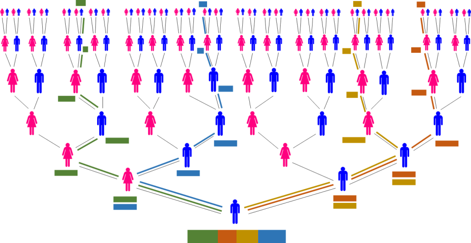 family tree