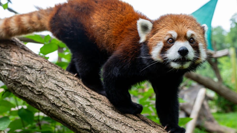 Welcome to Greensboro, Madeline! Science center welcomes new red panda