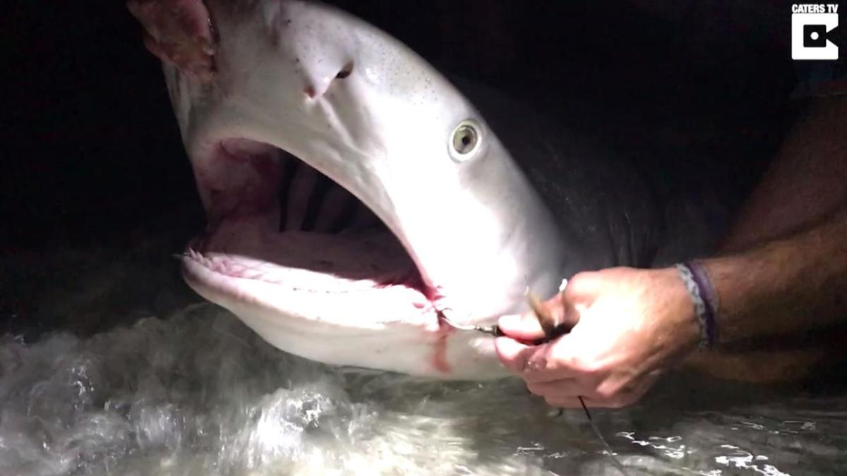 Bull Shark Trailing line from hook in mouth Our beautiful pictures