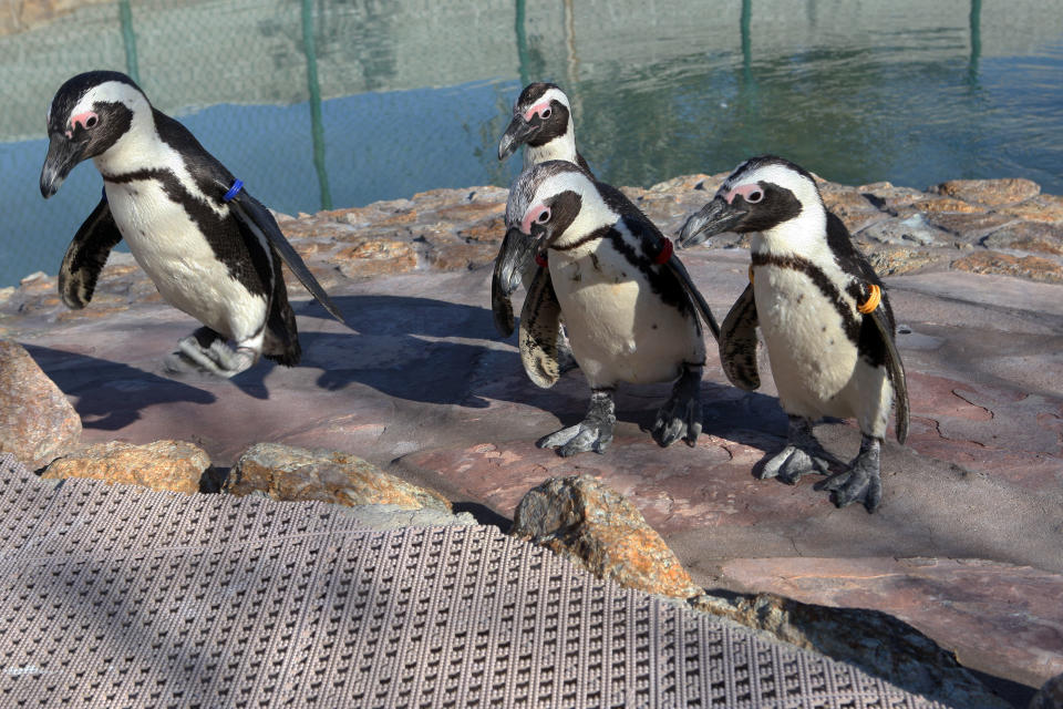 Albert the penguin, left, jumps up to the deck as his co-habitants, Josie, Albert and Chalet, left to right at center, walk to another part of their enclosure at Wayne Newton's Casa de Shenandoah, Tuesday, March 12, 2013, in Las Vegas. (AP Photo/Las Vegas Review-Journal, Jerrry Henkel)