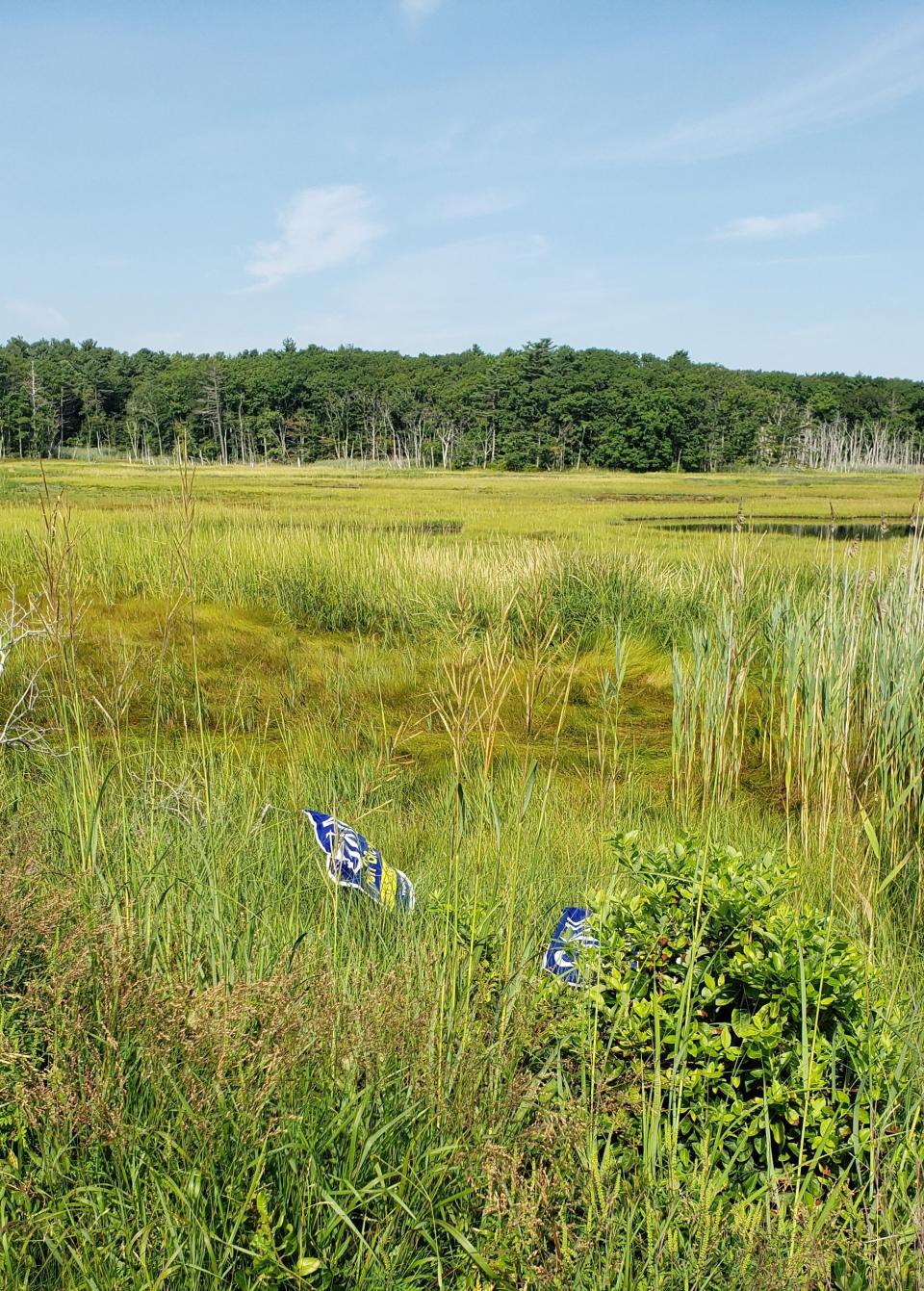 Political signs in Rye marshlands.