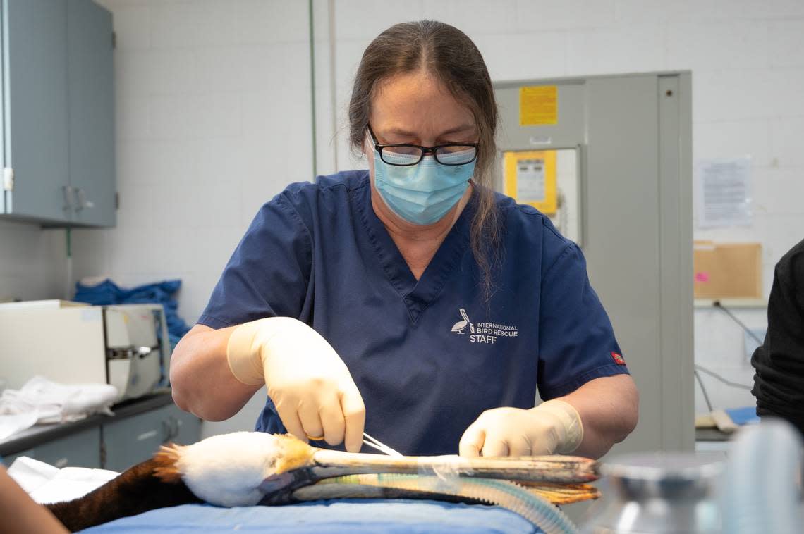 Rebecca Duerr repairs Blue the pelican’s pouch.