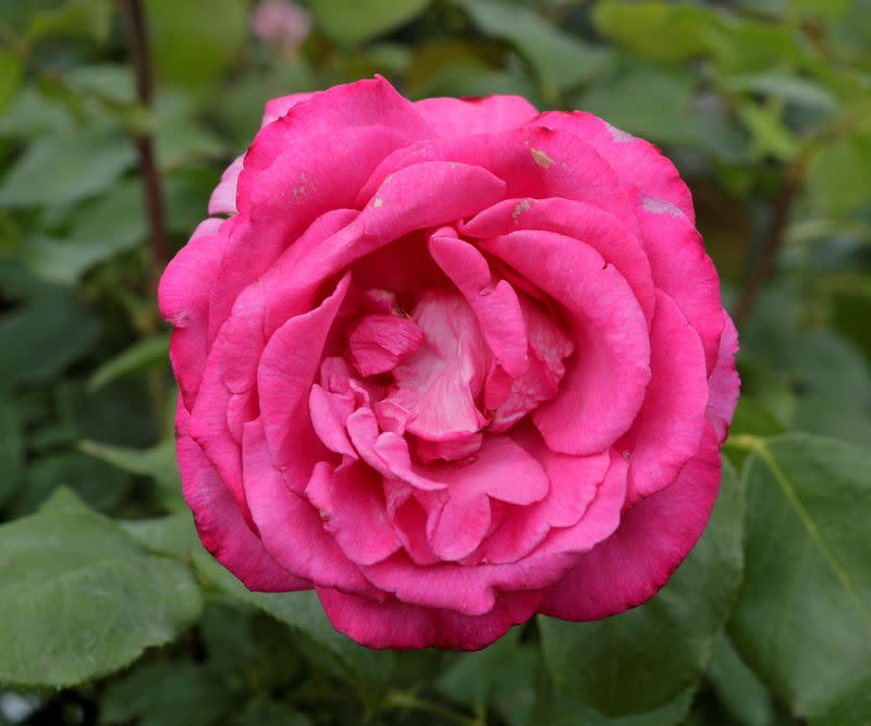 FILE PHOTO: A rose is seen in a public garden in Vienna