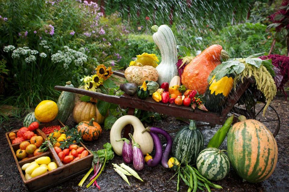 vegetables in wheelbarrow