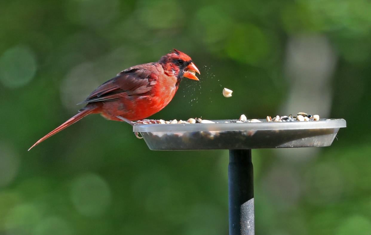 A male Cardinal eats a snack from a feeder by the Eagle Creek Ornithology Center, at Eagle Creek Park, Wednesday, Sept. 18, 2019.