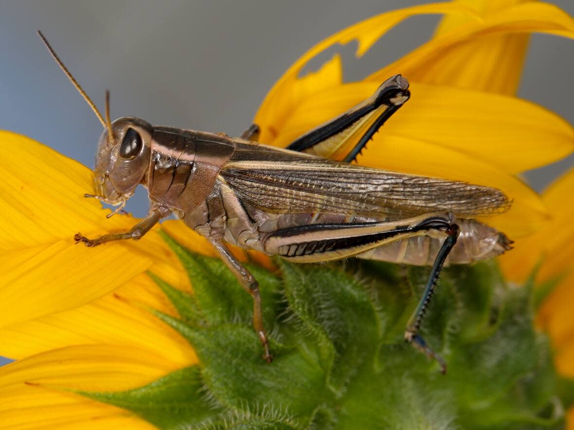 The two-striped grasshopper is one of the pest species that commonly damages crops in Alberta. (Dan Johnson/University of Lethbridge - image credit)