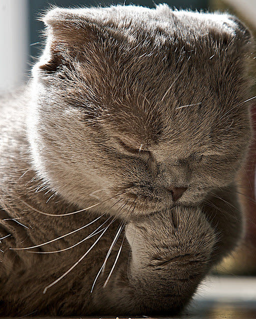 Cat: "Now where did I hide that ball of string?"  (<a href="http://www.flickr.com/photos/8127253@N05/3497027660/">Image via Flickr</a>)