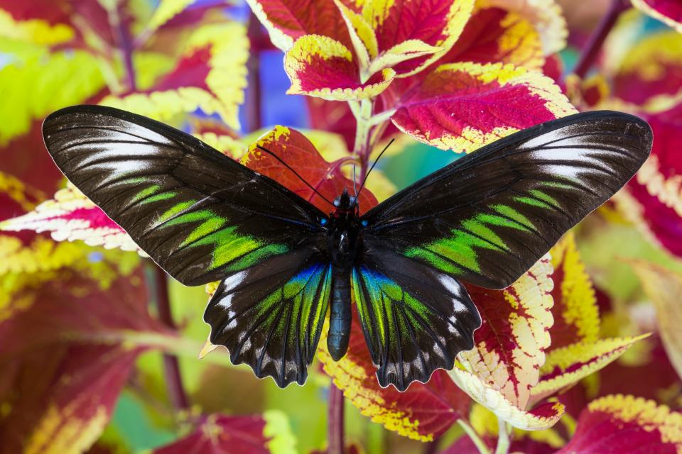 A Rajah Brooke's birdwing - getty