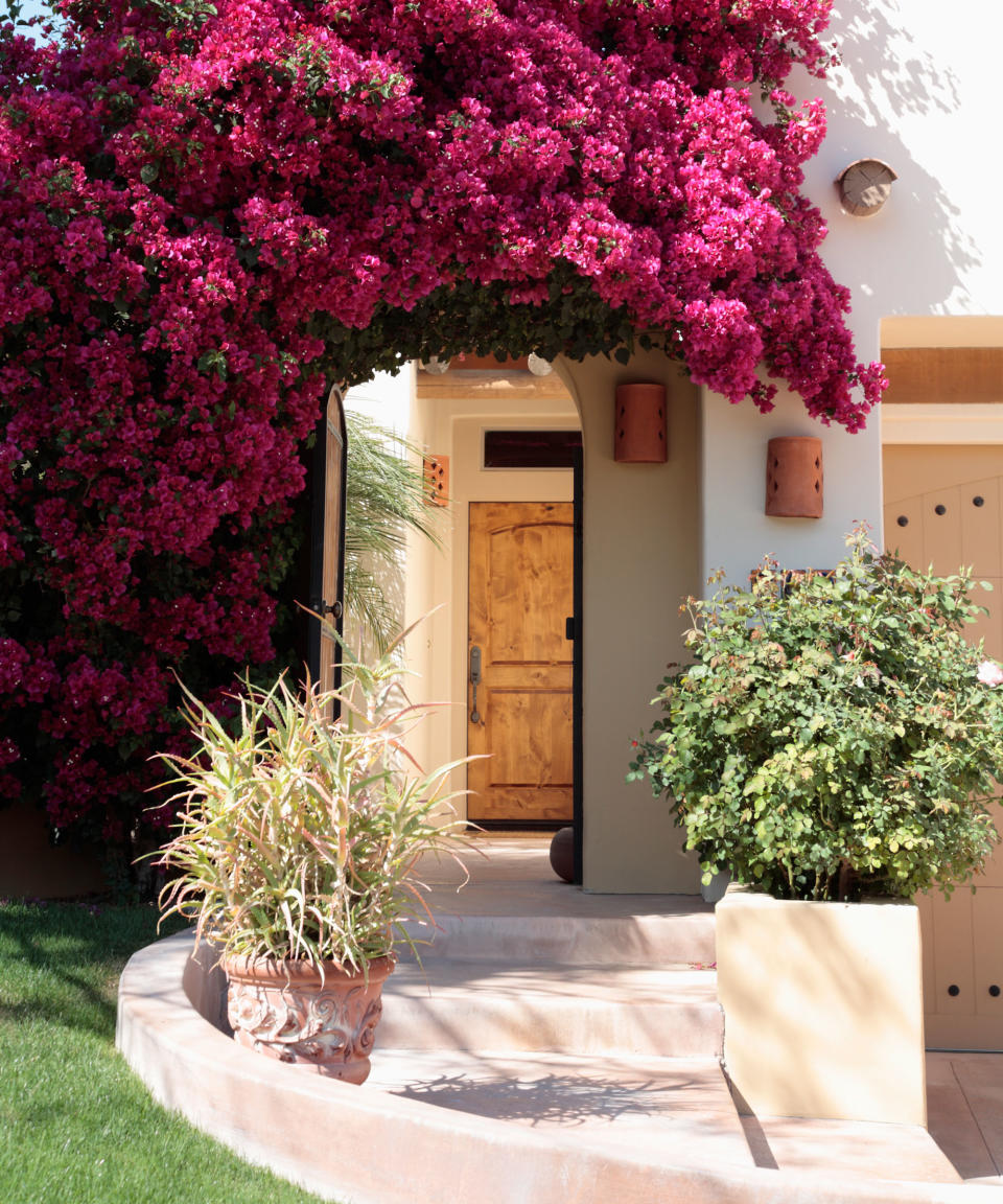 pink bougainvillea around doorway