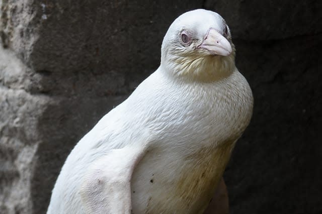 Worldwide unique African Penguin in Gdansk, Poland - 22 Mar 2019