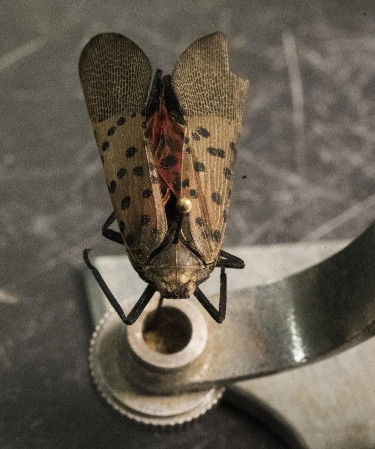 This is an adult spotted lanternfly that was sent to Howard Russell, an entomologist at Michigan State University in Lansing. Spotted lanternflies, native to southeast Asia, are making their way across the East Coast, feasting on the insides of trees, carpeting infested forests in sticky secretions and threatening multi-million dollar agriculture and forestry industries