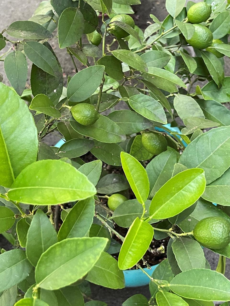 A lime tree heavy with fruit while still out on the patio in fall dropped most of it when it had to come indoors for winter.