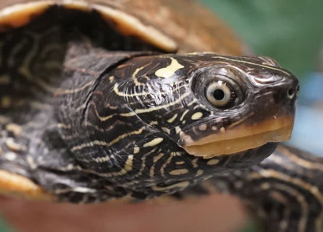 A false map humpback turtle from Hamburg, Germany.