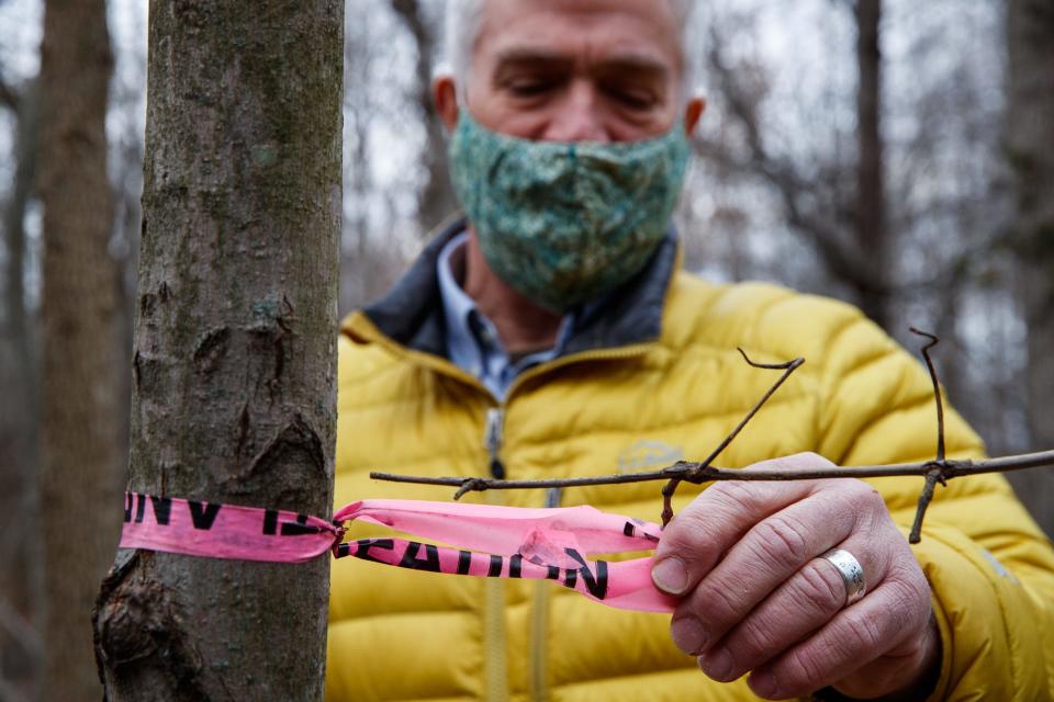 "What they're doing is saying this is the boundary of a regulated wetland," Jeff Stant, executive director of Indiana Forest Alliance (IFA), said about pink ribbons tied to trees in a forest near Lick Creek in Indianapolis on Wednesday, Dec. 15, 2021. Stant says the delineation ribbons were most likely tied to the trees in the forest when a potential buyer eyed the land. 