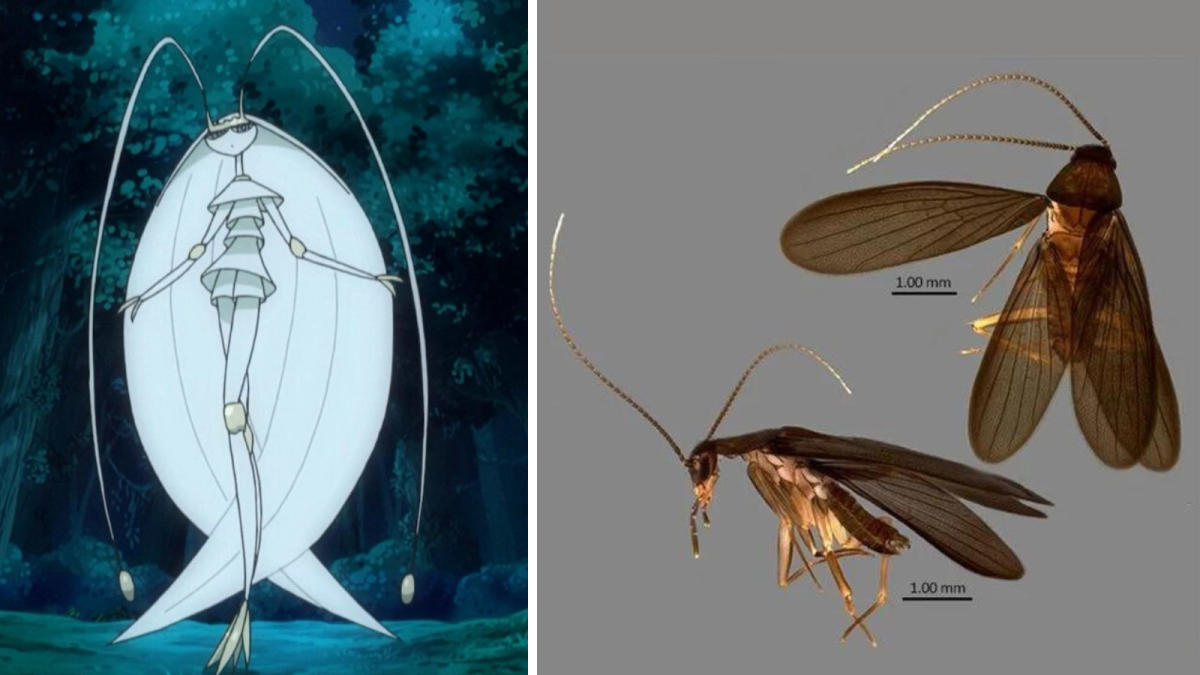 Pheromosa, Pokémon Wiki