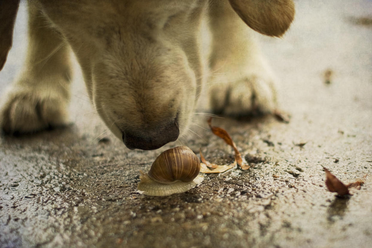 Golden retriever sniffing on snail.