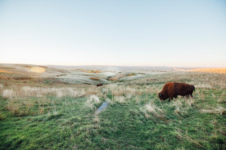 Custer State Park, South Dakota