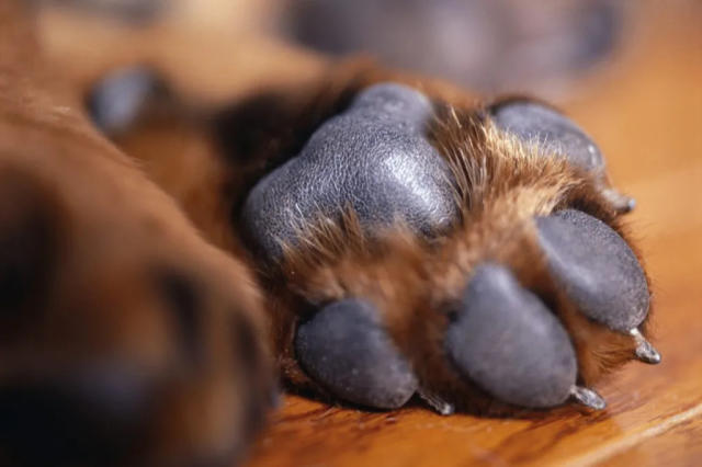 How to Safely Take Paw Prints of Your Dog's Paws
