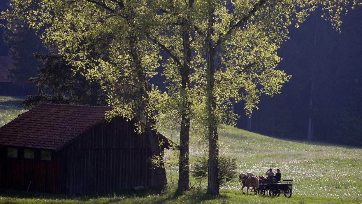 Pferde ziehen eine Kutsche durch die frühsommerliche Landschaft im bayrischen Bertoldshofen. Foto: Karl-Josef Hildenbrand