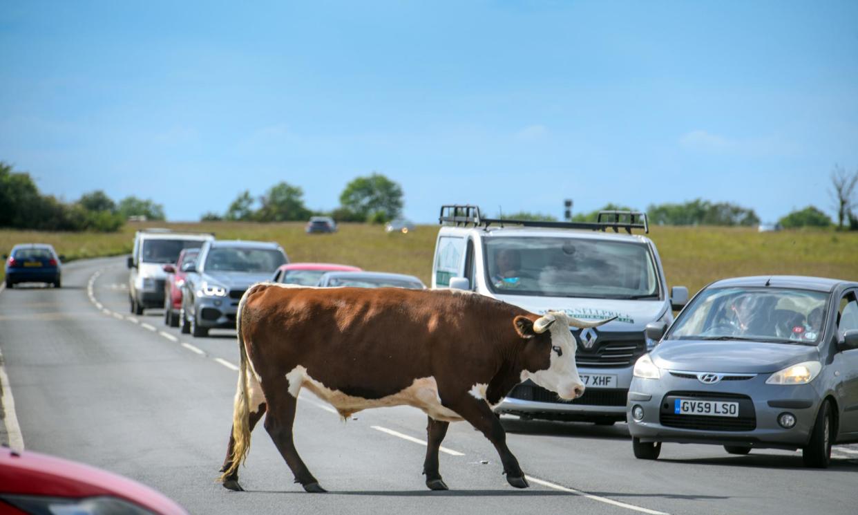 <span>Cattle often wander into town in Minchinhampton in Gloucestershire.</span><span>Photograph: Adrian Sherratt/The Guardian</span>