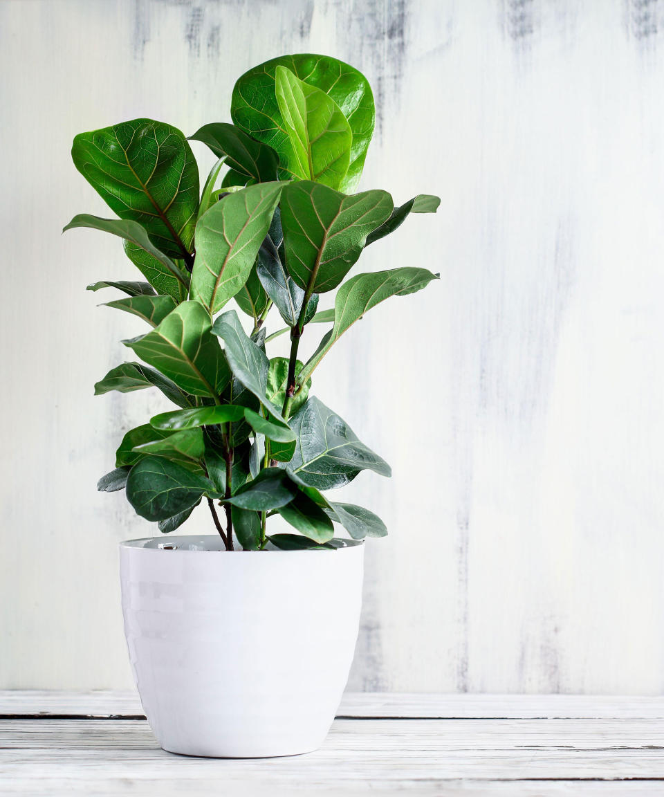 7. Fiddle Leaf Fig