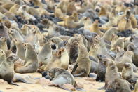 <p>Thousands of Cape fur seals fill the beach at the Cape Cross Seal Reserve in Namibia. Visitors are advised not to approach too close to the seals and their young, since they can be aggressive. (Photo: Gordon Donovan/Yahoo News) </p>