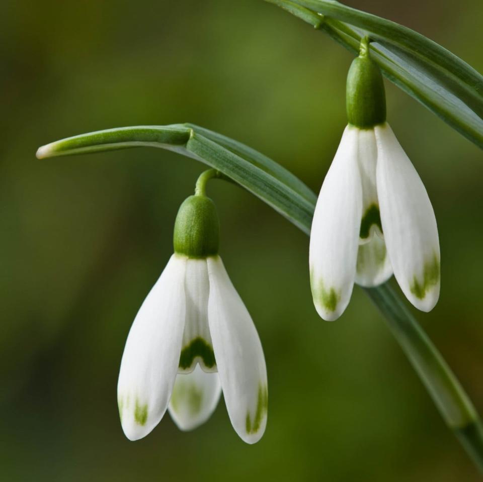 Galanthus nivalis ‘Viridapice’ AGM - Gap Photos 