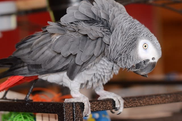 The African grey parrot Igor (not the bird involved in the murder case) has a scissor beak and a deformed spine, but is absolutely charming, said Ann Brooks, CEO and founder of Phoenix Landing.