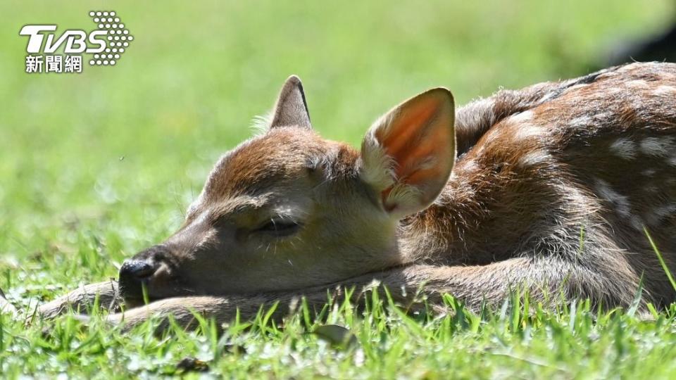 奈良公園的鹿受到大批遊客喜愛，今有研究發現，牠們擁有其他地區鹿所沒有的獨特基因型。（圖／達志影像美聯社）