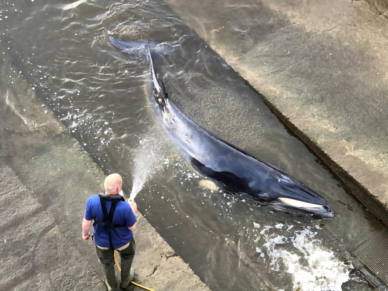 Rescue attempts are made as a small whale stranded in the River Thames is seen in this picture obtained from social media in London, Britain, May 9, 2021.