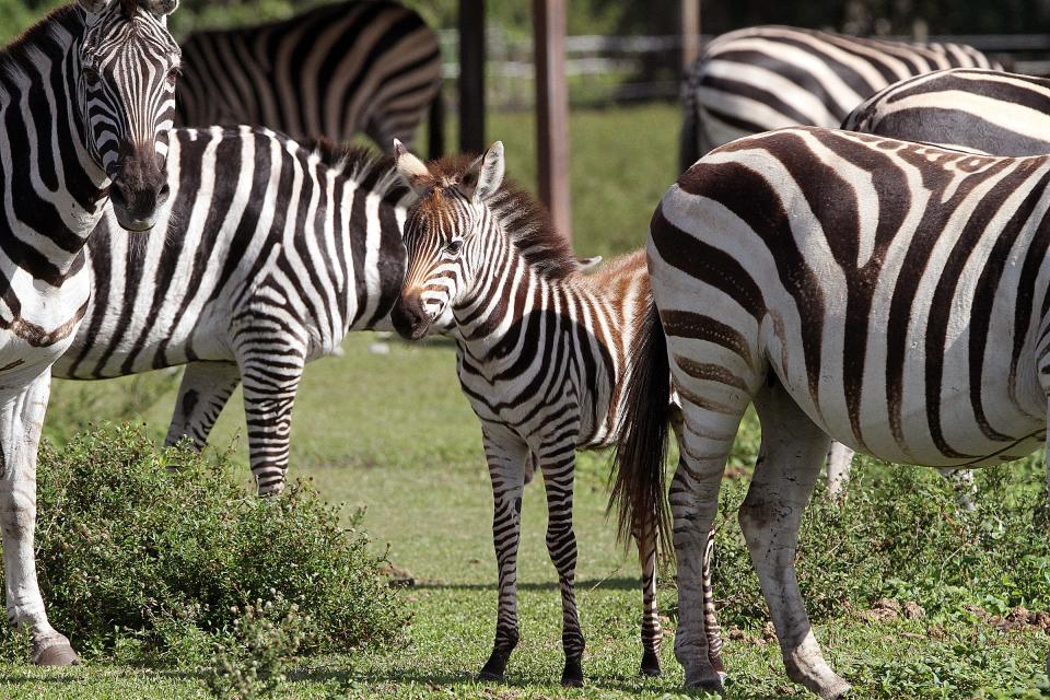 Lion Country Safari in Loxahatchee has the largest zebra herd in the United States. A new male was born to the population May 6.