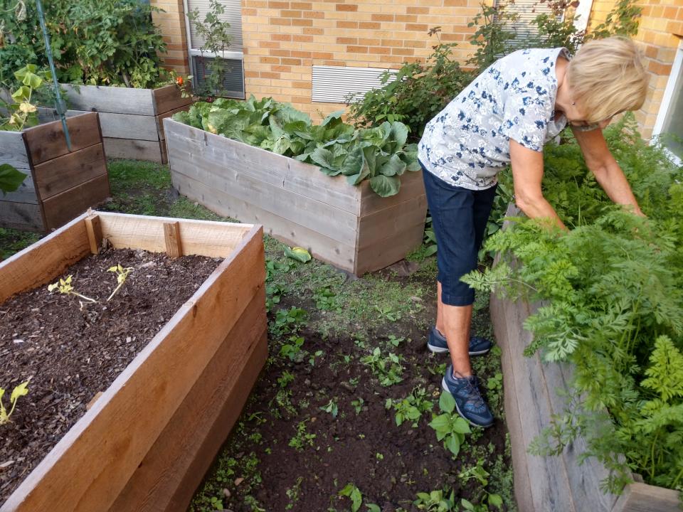 Darlene Leonard thins carrot plants at Our Lady of Good Counsel Church’s garden in Endicott. Vegetables grown at the garden are used in the church’s soup kitchen.