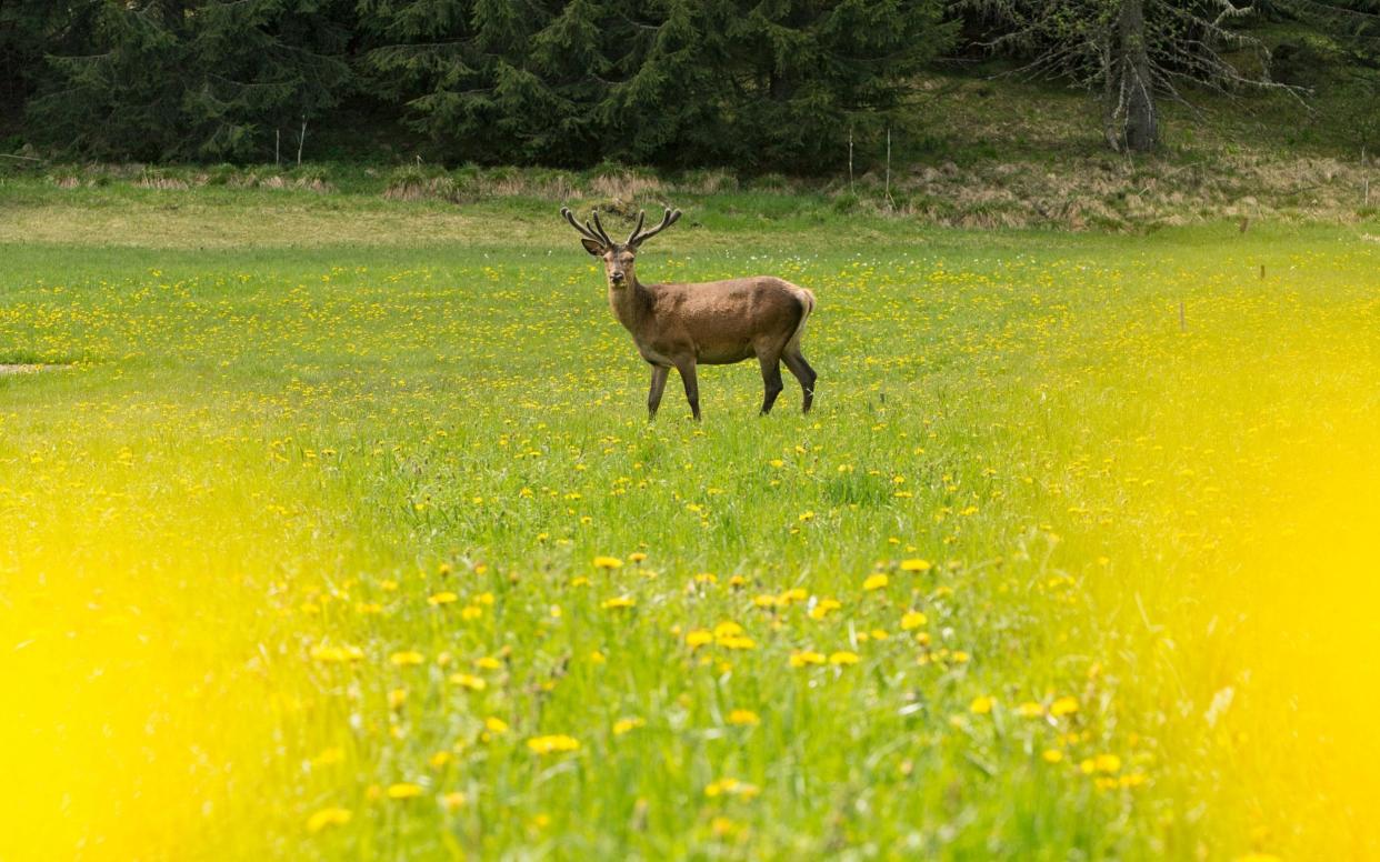 The red deer population has increased dramatically in Italy - www.alamy.com