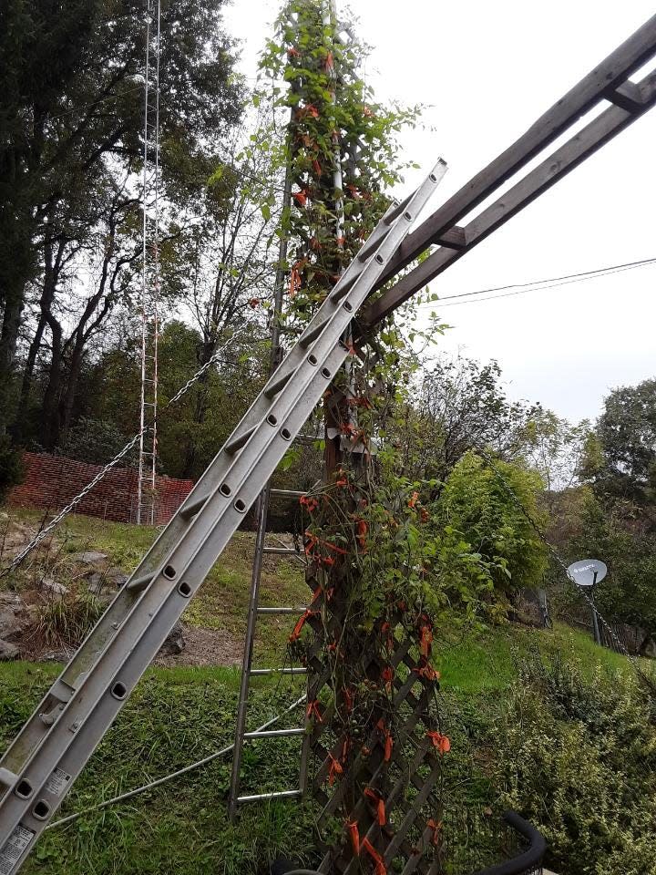 This cherry tomato plant is about 18 feet, seven inches tall.