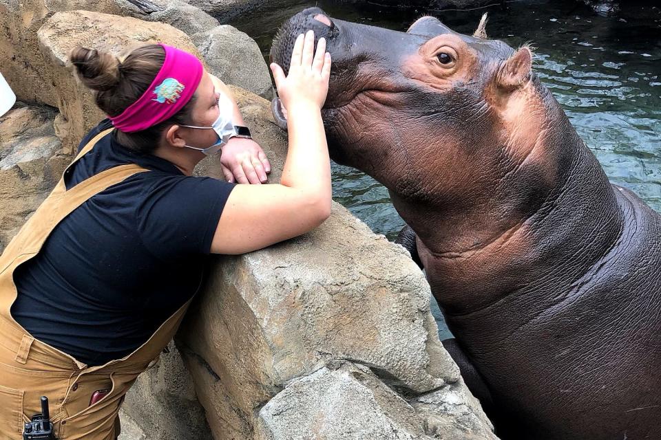 Jenna Wingate, a senior keeper at the Cincinnati Zoo & Botanical Garden, pregnant with her first child, works with hippo, Bibi. 