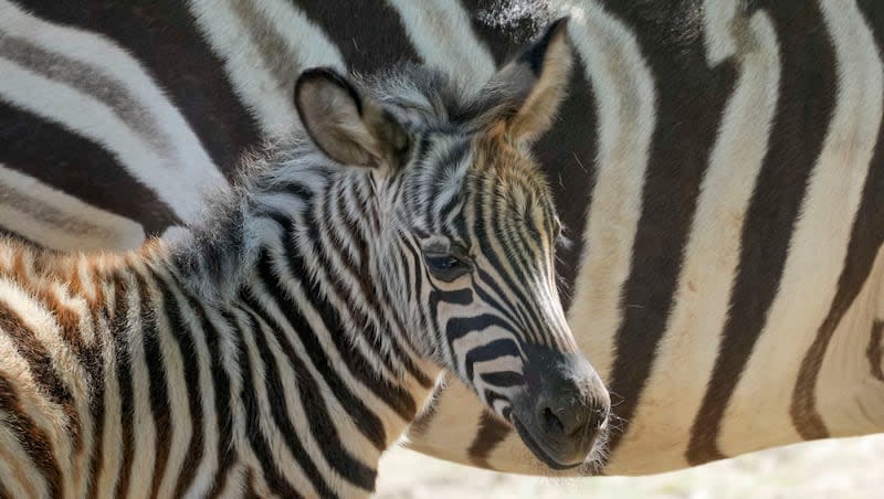 A newborn baby zebra stands by its mother in Belgrade zoo, Serbia, Thursday, April 4, 2024. On Sunday April 28, 2024, four zebras escaped a trailer in Seattle along Interstate 90.