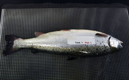 A salmon with a label attached is seen at the Cargill research centre in Dirdal, Norway, August 1, 2018. REUTERS/Clodagh Kilcoyne