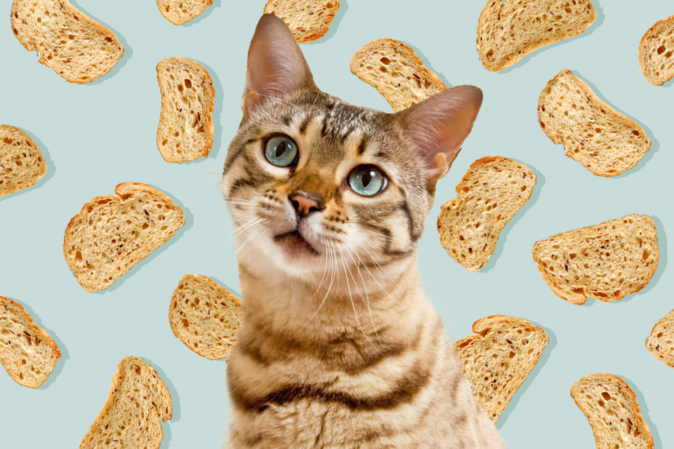 photo illustration with bread as the background