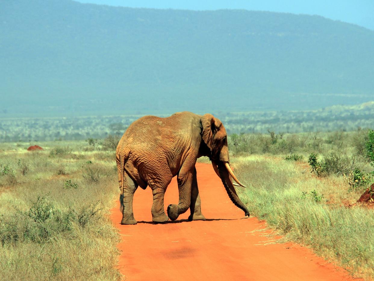 A huge bull elephant on the plains of Tsavo: Sue Watt