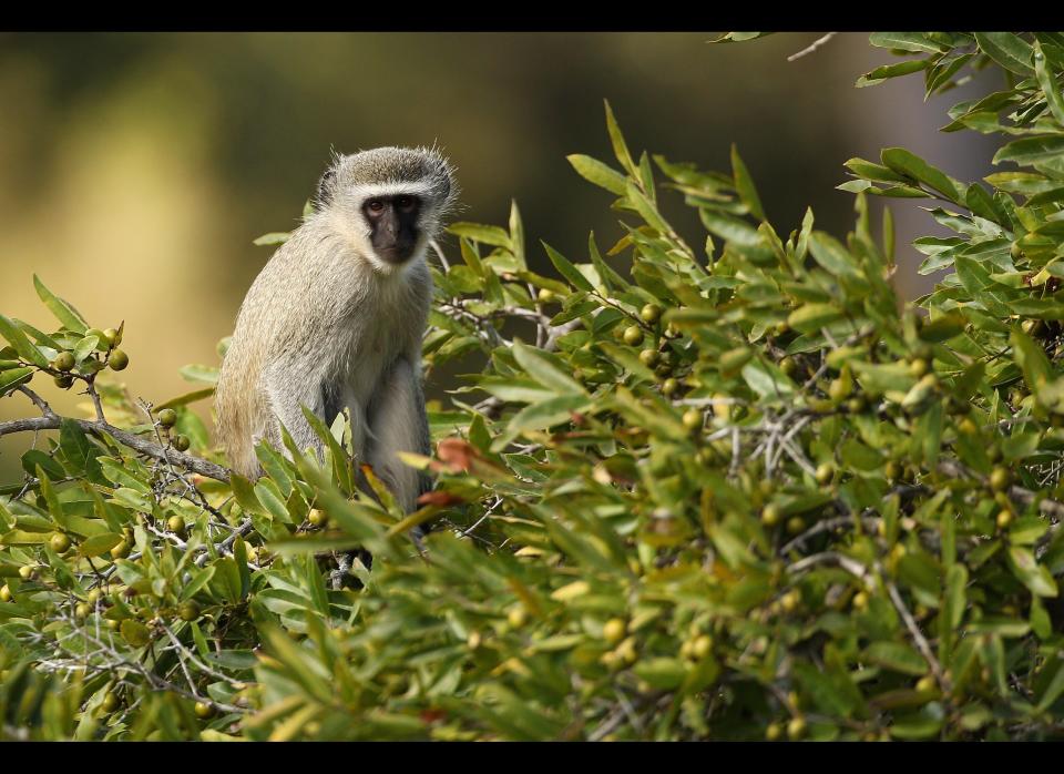 A vervet monkey rests on a tree in the 21,000-acre Edeni Game Reserve, South Africa.      <em>Photo by Cameron Spencer/Getty Images</em>
