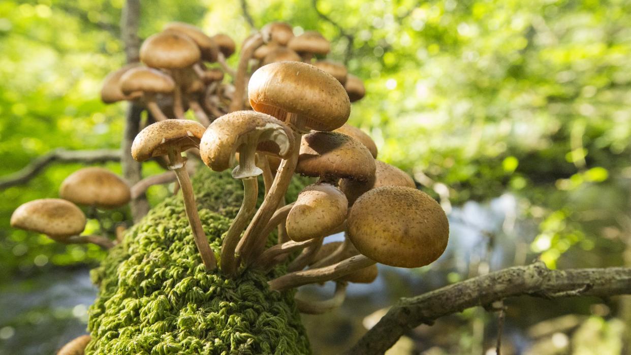  Funghi on an Oak tree branch at Rydal, Lake District. 