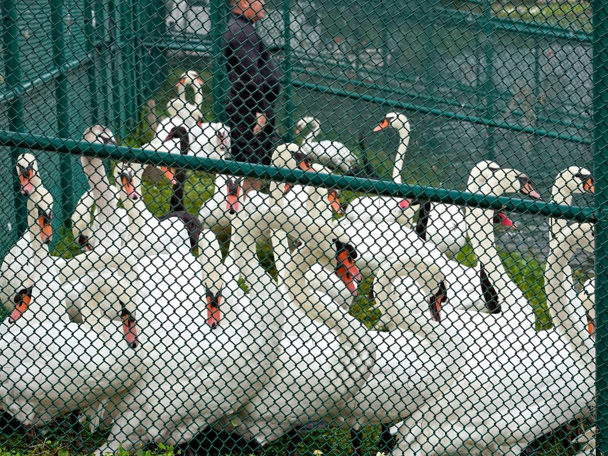 Swans at Lake Morton, Lakeland, Florida, following an annual round-up to check their health (AP)