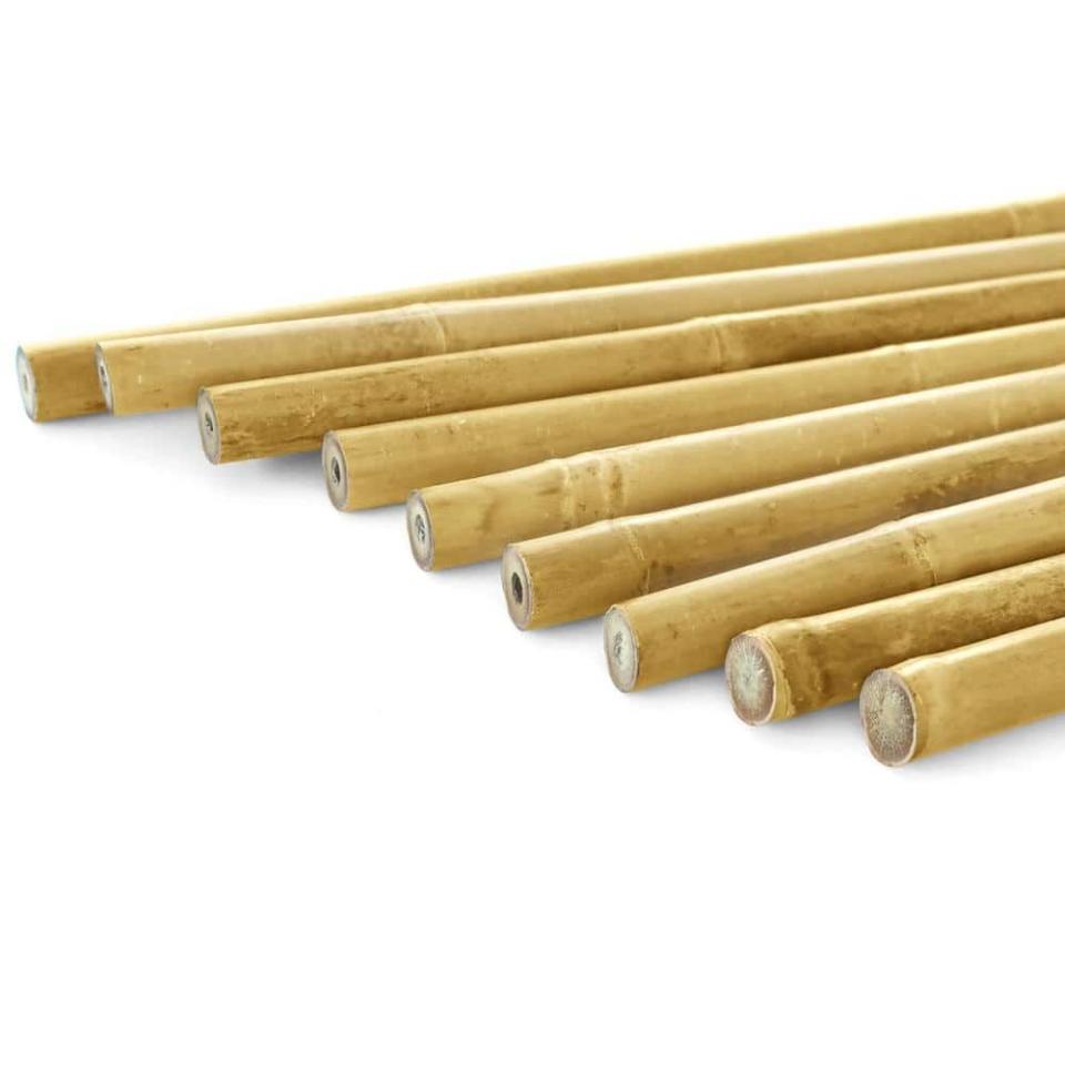 <p><a href="https://go.redirectingat.com?id=74968X1596630&url=https%3A%2F%2Fwww.homedepot.com%2Fp%2FEcostake-6-ft-Natural-Bamboo-Eco-Friendly-Garden-Plant-Stakes-for-Climbing-Support-for-Tomatoes-Trees-Beans-10-Pack-BPST610P%2F320098482&sref=https%3A%2F%2Fwww.veranda.com%2Foutdoor-garden%2Fa60430434%2Fhow-to-grow-dahlias%2F" rel="nofollow noopener" target="_blank" data-ylk="slk:Shop Now;elm:context_link;itc:0;sec:content-canvas" class="link ">Shop Now</a></p><p>6 ft. Natural Bamboo Eco-Friendly Garden Plant Stakes </p><p>homedepot.com</p><p>$24.00</p>